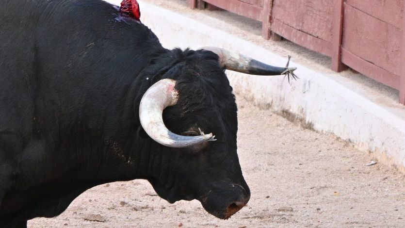 Los sospechosos pitones de alguno de los toros lidiados.