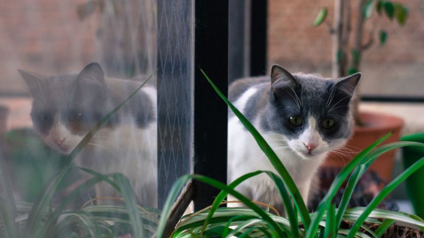 Gato en la ventana