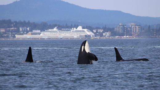 Orcas en el mar