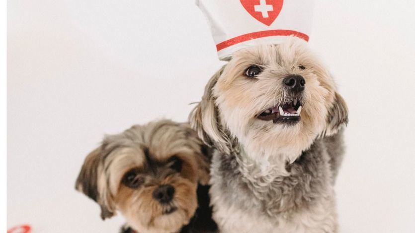 Perros y veterinarios