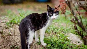 El Pacma denuncia que el Gobierno canario habría mandado sacrificar a gatos callejeros