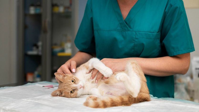 Gato en el veterinario