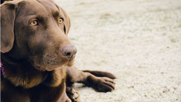 Perro