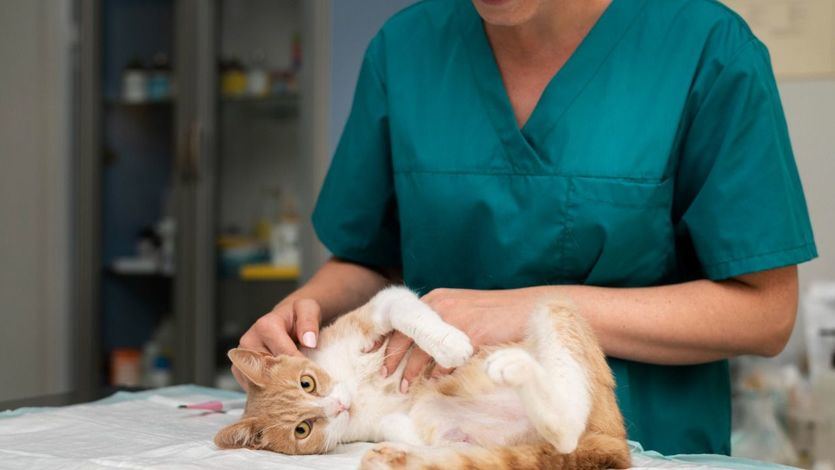 Gato en el veterinario