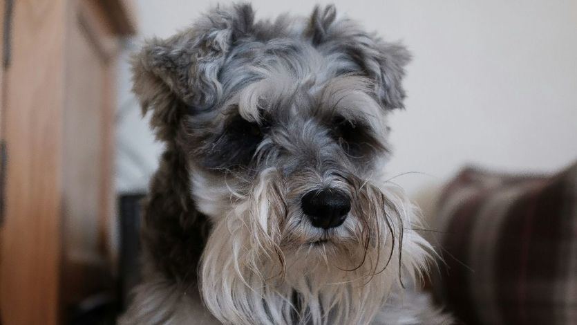 Perro de raza schnauzer 