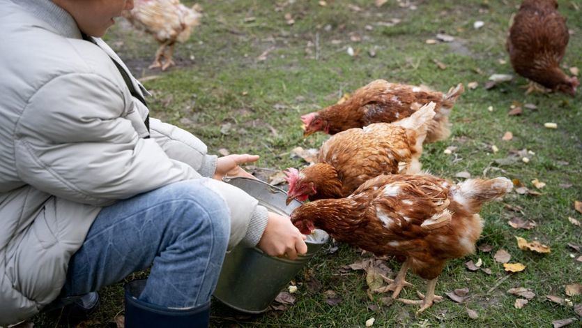 Niña alimentando a gallinas