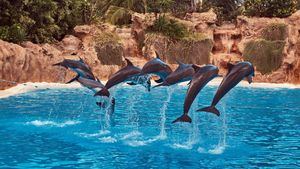 El Zoo de Madrid deja de tener delfines tras las presiones animalistas