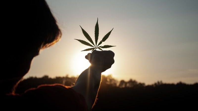 Guía de las Mejores Semillas Feminizadas para Cultivo Exterior en España 2025