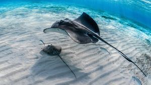 Mayor presencia de mantarrayas en las playas españolas: qué hacer al toparse con una
