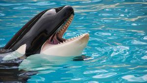 Descubren que las orcas son capaces de fabricar herramientas con algas