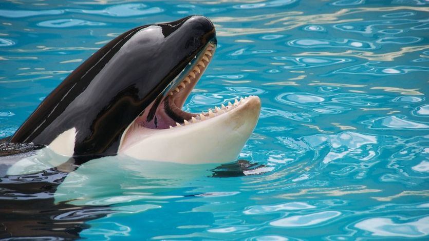 Orca en el mar