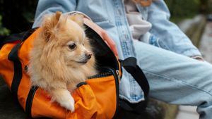 ¿Con quién se queda la mascota en caso de ruptura?