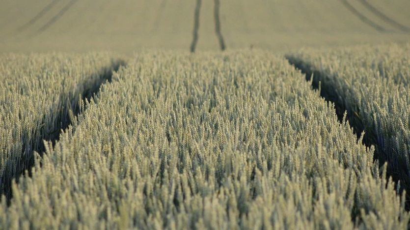 Agricultura ignorada, impuestos fallidos y etiquetas engañosas: cuando las políticas de salud castigan al campo