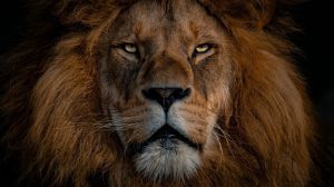Ritual de amor para los Leo: cómo atraer o retener una pareja