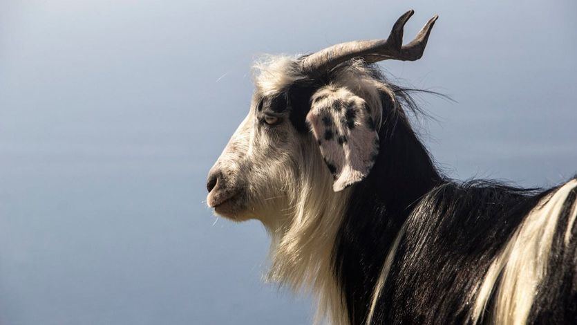 Signo de Capricornio