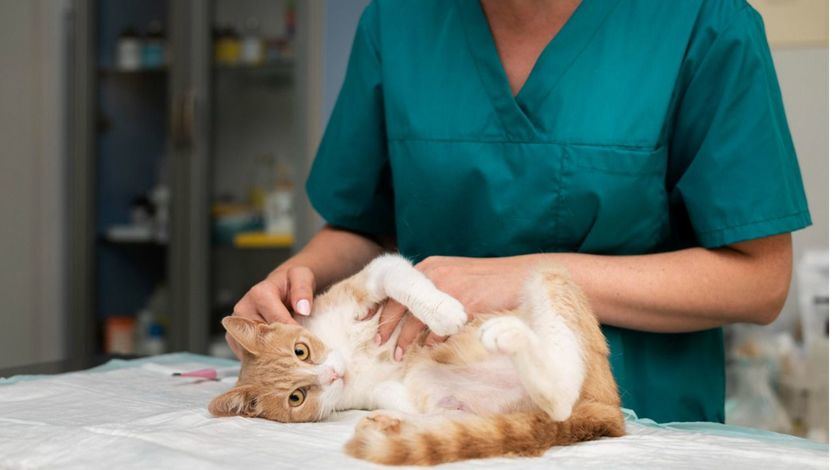 Gato en el veterinario