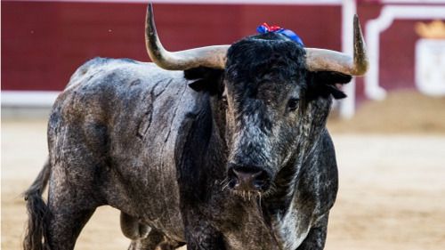Figuras, toreros emergentes y locales protagonizan la Feria ‘torista’ de Albacete