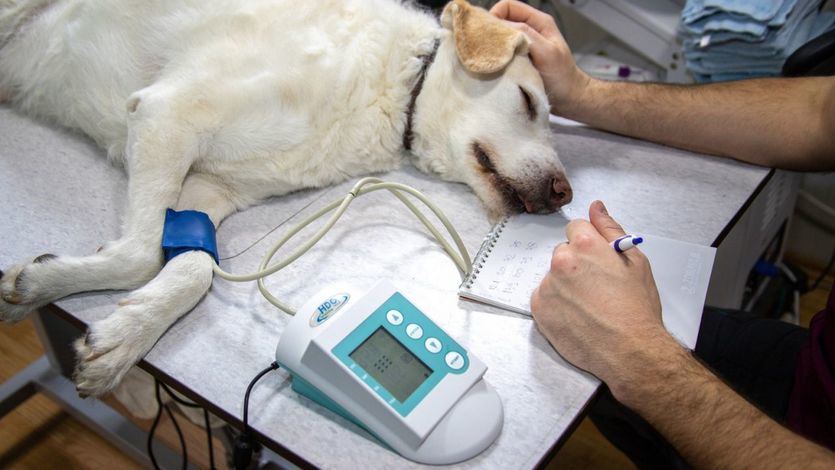 Un perro en el veterinario