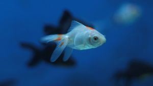 Horóscopo de hoy, viernes 10 de octubre de 2025