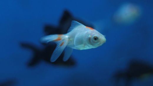 Signo piscis del horóscopo