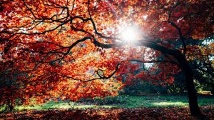 Los 10 mejores sitios para disfrutar de paisajes de otoño en Madrid