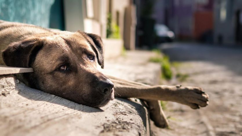 Perro en la calle