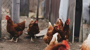 El Gobierno recomienda tranquilidad ante la gripe aviar aunque reconoce que subirá el precio de los huevos
