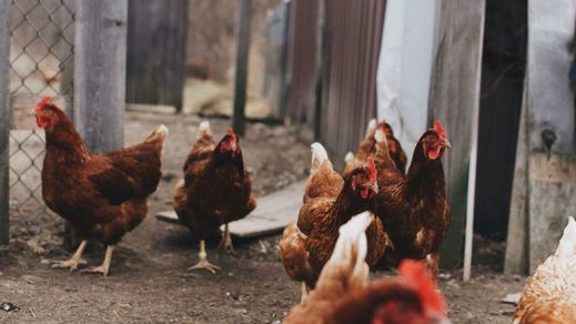 Gallinas en un corral