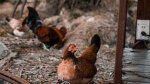 El Gobierno amplía el confinamiento por la gripe aviar a todas las aves de corral del país