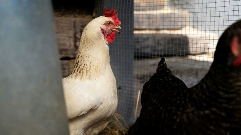 Un corral con gallinas