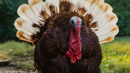 El pavo del día de Acción de gracias