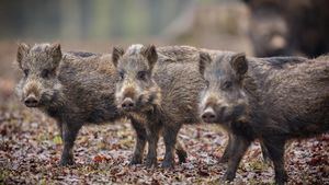 Aparecen otros 4 jabalíes muertos por peste porcina en Cataluña