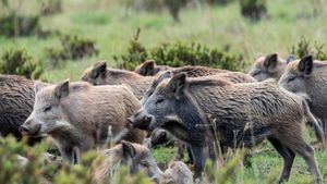 La Generalitat pide al Gobierno que movilice a la UME por los casos de peste porcina
