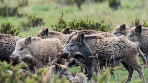 Unos jabalíes