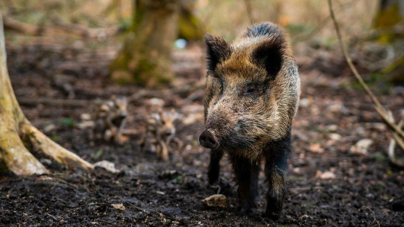 Jabalíes en el campo
