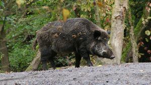 Peste porcina: los positivos en jabalíes son ya 13 en total pero sigue fuera de los cerdos