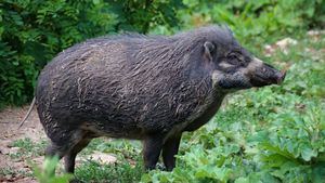 Otros 10 casos confirmados de peste porcina en jabalíes de la 'zona cero'