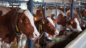 China sigue castigando a Europa por los aranceles: ahora grava los productos lácteos