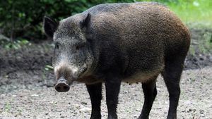 La Generalitat descarta que el brote de peste porcina procediera de un virus de laboratorio