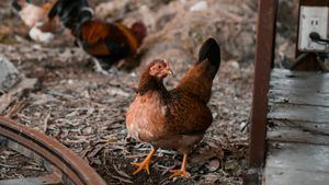 Cataluña sufre ahora un brote de gripe aviar en una granja de Lleida