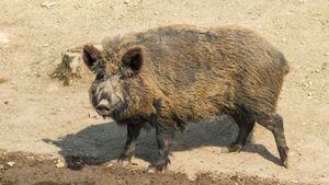 Confirman la muerte de 2 nuevos jabalíes por peste porcina: ya son 29