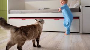 Pacma propone que los propietarios puedan desgravar impuestos si permiten mascotas a sus inquilinos