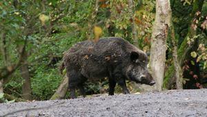 Nuevos casos de peste porcina en Cataluña disparan las alarmas sanitarias