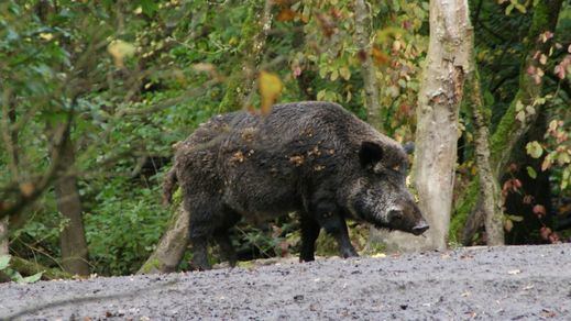 Jabalíes en el campo