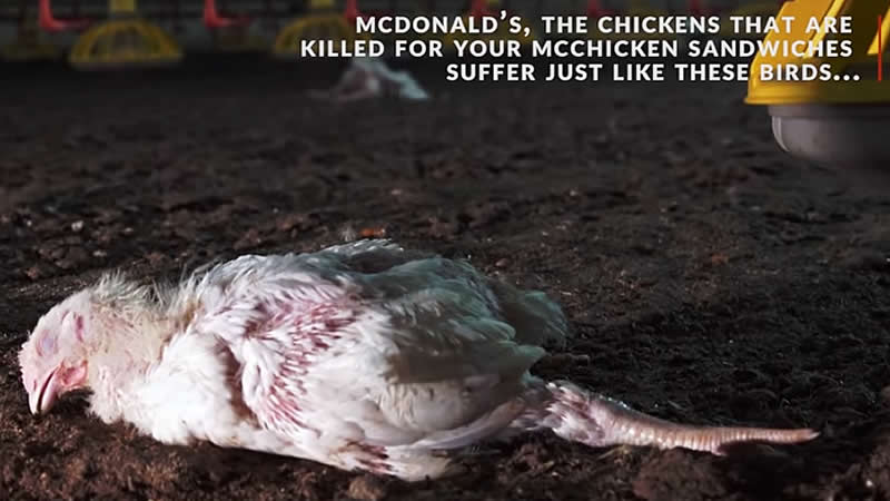 Denuncian la crueldad en la cadena de suministro de carne de pollo de McDonalds