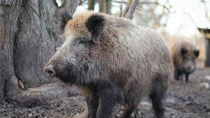 Alerta por nuevos casos de peste porcina que casi llegan al término municipal de Barcelona