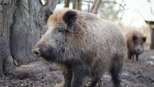 Jabalíes en el campo