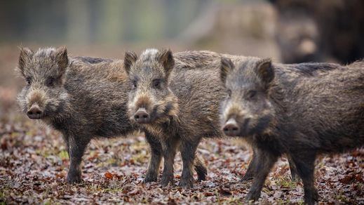 Jabalíes salvajes