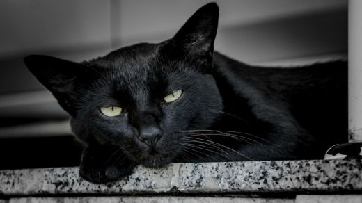 Un gato negro
