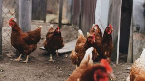 Fin del confinamiento de las aves de corral: mejora el riesgo de gripe aviar
